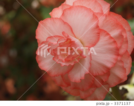 球根ベゴニアの花 3371137