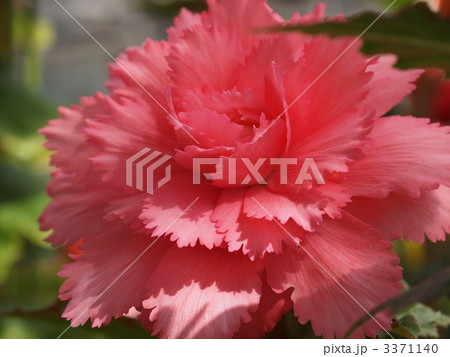 球根ベゴニアの花 3371140