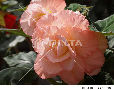 球根ベゴニアの花 3371146