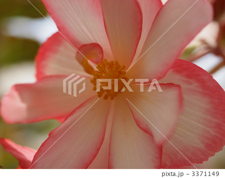 球根ベゴニアの花 3371149