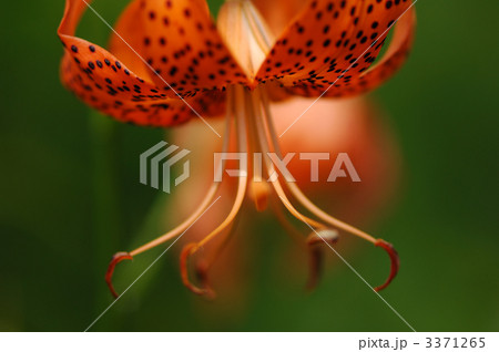 コオニユリ コオニユリ 3371265