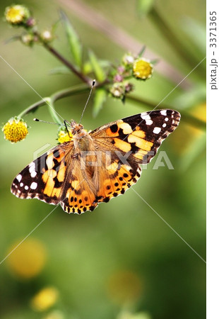 花蜜を吸うヒメアカタテハ 3371365