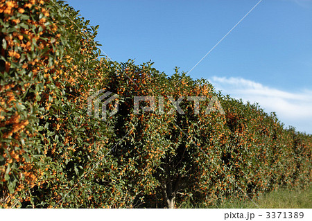 キンモクセイ キンモクセイ 3371389