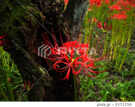 ヒガンバナ 3371556