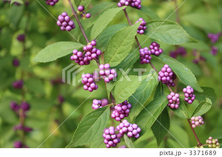 コムラサキ 3371689