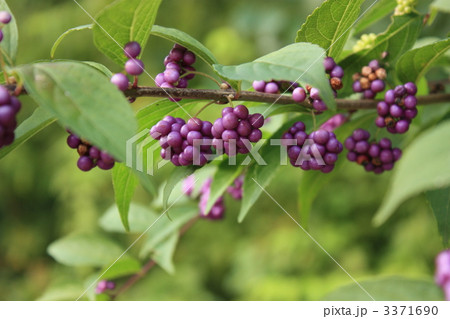 コムラサキ 3371690