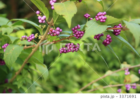 コムラサキ 3371691