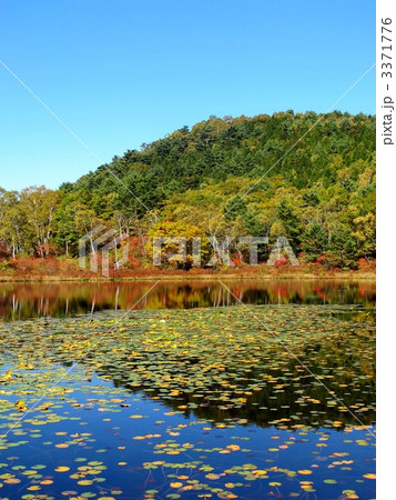 志賀高原一沼の紅葉 3371776