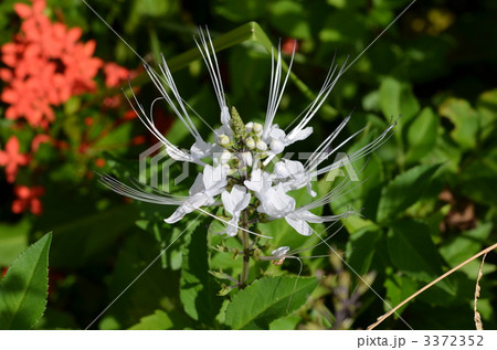 クミスクチンの花 3372352