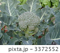 ブロッコリー 3372552