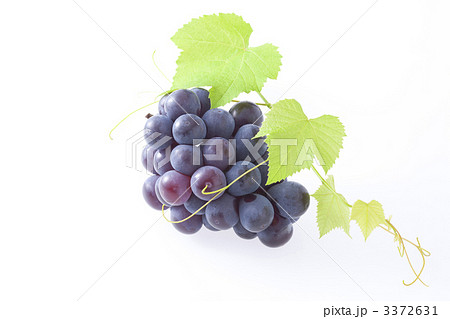 ピオーネ 3372631