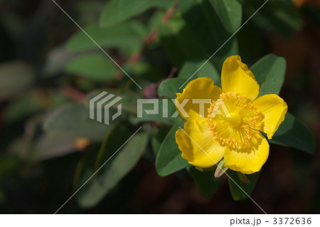 キンシバイ 3372636