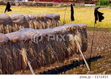 はさ掛け はさ掛け 3372855