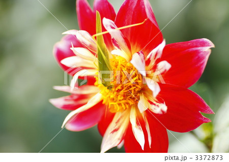3372873