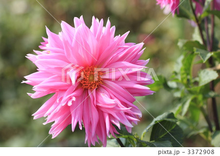 テンジクボタン マタドール ダリアの写真素材