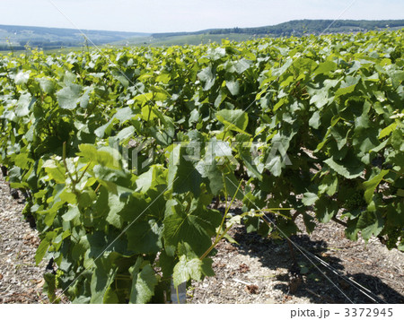 フランス５ 3372945