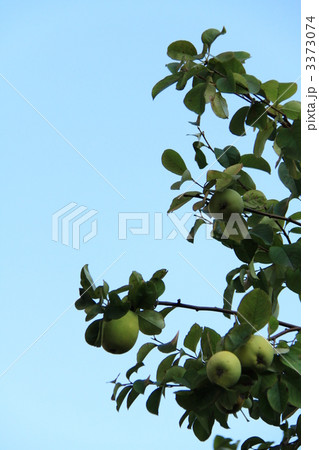 花梨の実 花梨の実 3373074