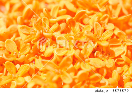 秋の香りのキンモクセイの花 の写真素材