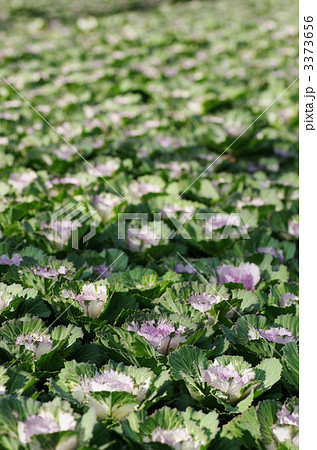 花キャベツの畑 3373656