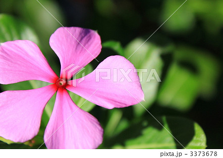 花言葉　友情 3373678