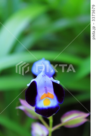 花言葉 愛嬌 花言葉 愛嬌 3373679