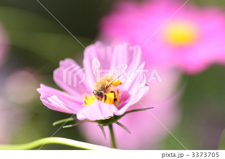 【ミツバチとコスモス】 3373705