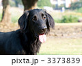 フラット・コーテッド・レトリーバー 3373839
