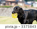 フラット・コーテッド・レトリーバー 3373843