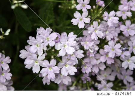 バーベナ・テネラ 3374264