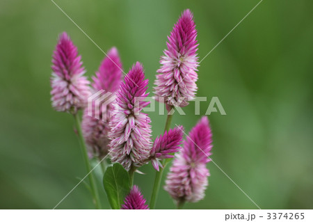 ノゲイトウ 3374265