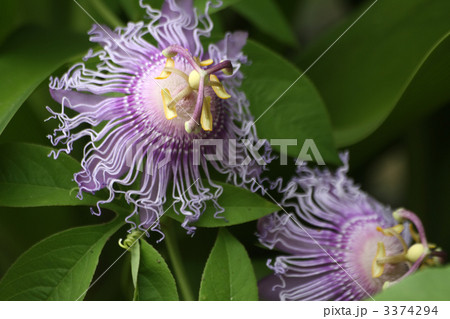 トケイソウ 3374294