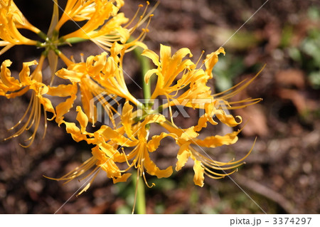 【鍾馗水仙】 3374297