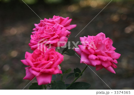 マリア・カラス マリア・カラス 3374365