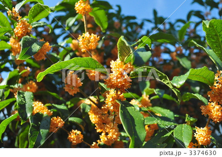 きんもくせい 3374630