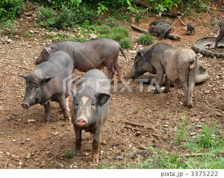放牧された豚の群れ 3375222