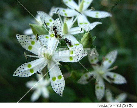 アケボノソウの花 アケボノソウの花 3375306