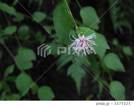 コウヤボウキの花 3375325