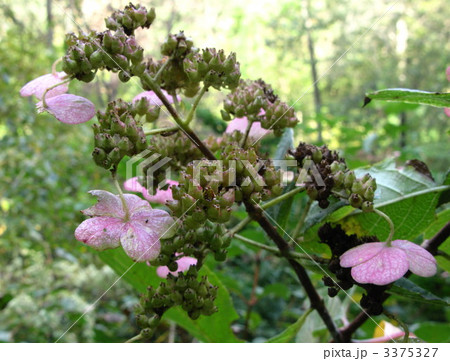 淡紅色の装飾花 3375327
