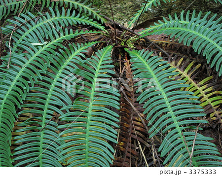 常緑シダ 3375333