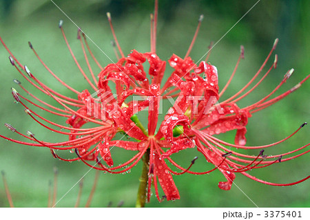 彼岸花 3375401