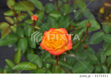 万博公園の薔薇　ルンバ 3375451