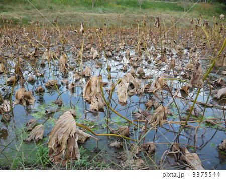蓮根 ハス田 蓮根 ハス田 3375544