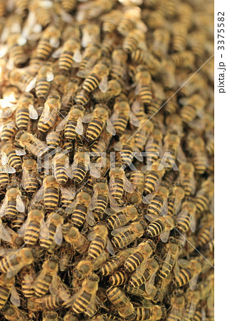 分蜂・分封 3375582