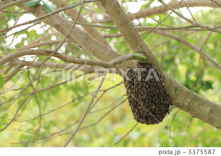 カマキリと分封蜂球 徳島植物園の池の畔にて カマキリと分封蜂球 徳島植物園の池の畔にて 3375587