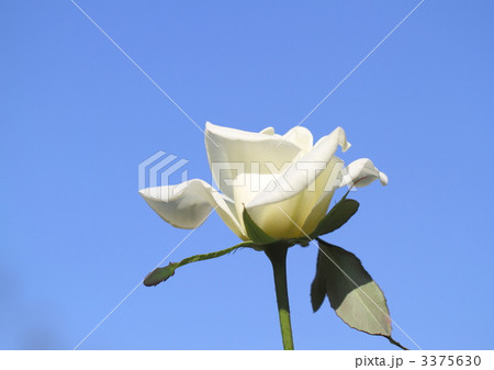 薔薇のジョン・Ｆ・ケネディと青空 3375630