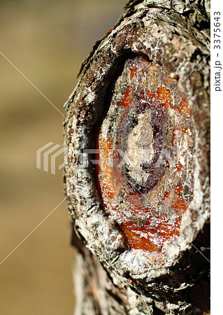 松ヤニ 松ヤニ 3375643