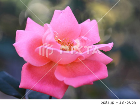 薔薇のカトリーヌ・ドヌーブ 薔薇のカトリーヌ・ドヌーブ 3375658