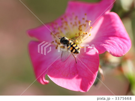クンバヤ薔薇の花アブの写真素材