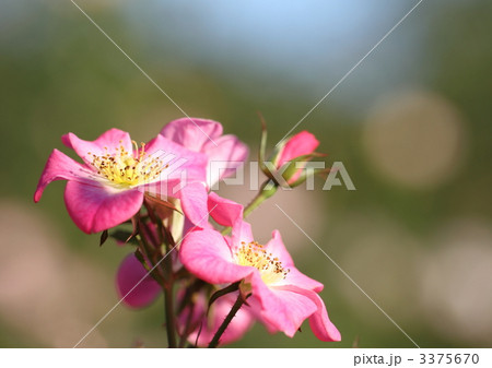 薔薇のクンバヤ 3375670