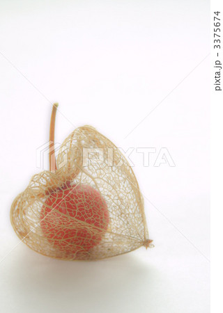 晩秋のホウズキ　縦位置 3375674